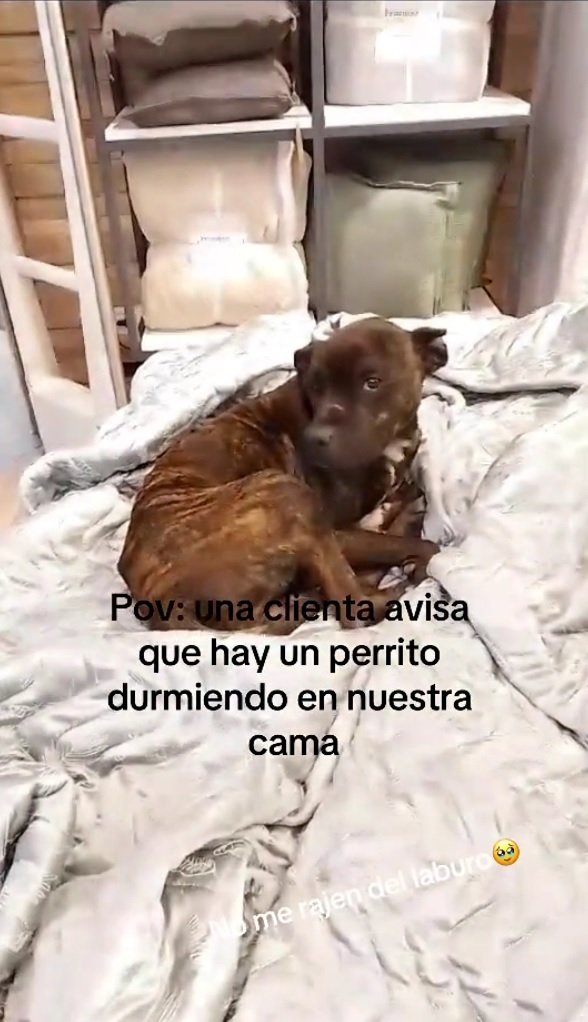 perro neuquen